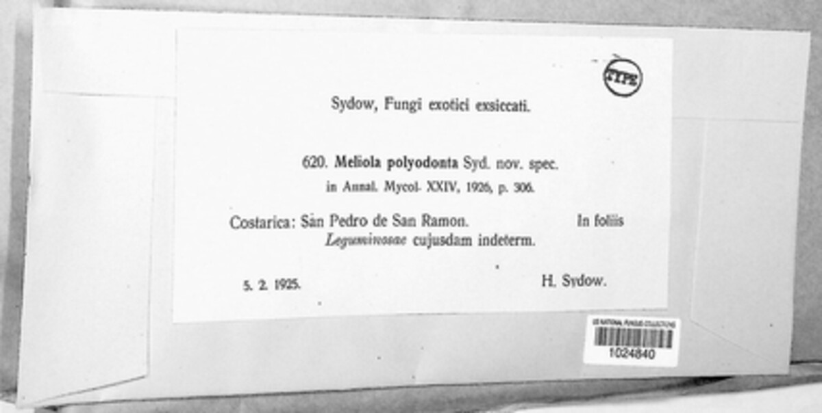 Meliola polyodonta image
